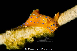 [:b:]Thecacera elegans[:/b:] by Francesco Pacienza 